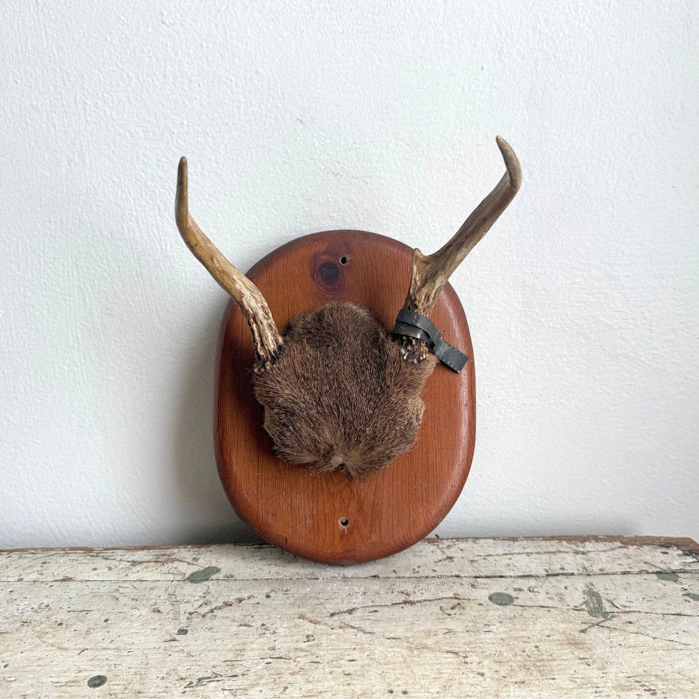 Vintage Michigan Deer Antler Mount Small Spike Taxidermy Oval Wood Plaque Decor